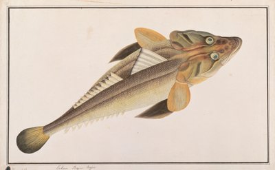 Flathead, from Drawings of Fishes from Malacca, c.1805-18 by Chinese School
